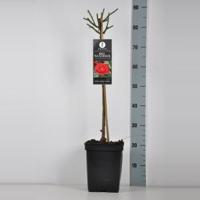 Trosroos op stam (rosa "Red Wanderer") - Stam 50 cm - 1 stuks - thumbnail