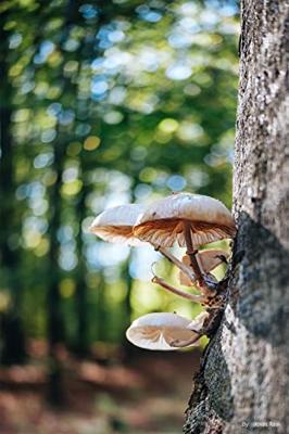 TTArtisans 27mm F/2.8 Fuji X mount Silver