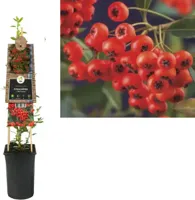Vuurdoorn (Pyracantha coccinea "Red Column") klimplant - thumbnail
