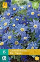 Bloembollen Anemone Blanda Blue Shades 15st - thumbnail