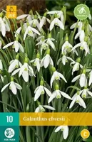 Galanthus elwesii bloembollen 10 bollen Sneeuwklokje JUB - Jub - thumbnail