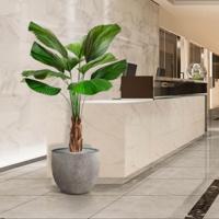 Licuala kunstpalm 140cm - thumbnail