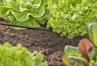 GARDENA 13211-20 Micro-Drip system T-stuk 4,6 mm (3/16) - thumbnail