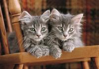 Clementoni legpuzzel kittens, 500st. - thumbnail