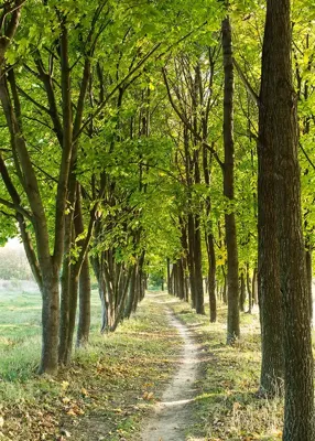 Alexsar Art Tuinschilderij bomenlaantje 70x50cm