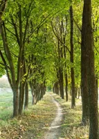 Alexsar Art Tuinschilderij bomenlaantje 70x50cm - thumbnail