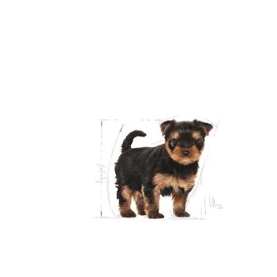 Royal Canin Yorkshire Terrier voer voor puppy 1.5kg