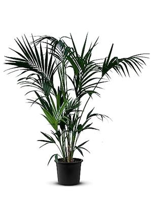 Palmboom - Kentiapalm Palmboom - Kentiapalm