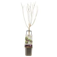 Pruimenboom Prunus dom Opal wondertree - thumbnail