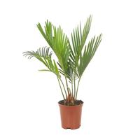 Mini Cycas Revoluta (Cycaspalm) - P 7 cm - thumbnail