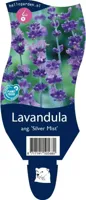 Lavandula ang. Silver Mist vaste plant Griffioen - Griffioen - thumbnail