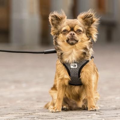 Curli Hondentuigje Merino 28-32 Cm Merinowol Zwart Curli Hondentuigje Merino 28-32 Cm Merinowol Zwart