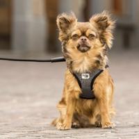 Curli Hondentuigje Merino 28-32 Cm Merinowol Zwart - thumbnail