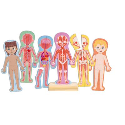 Hape menselijk lichaam magnetische puzzel - 63dlg.