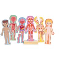 Hape menselijk lichaam magnetische puzzel - 63dlg. - thumbnail