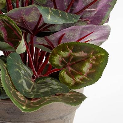 Mica Cyclaam in pot wit