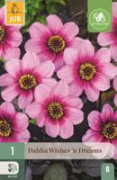 Dahlia Wishes N Dreams roze 1 bloembol Dahlia JUB - Jub - thumbnail