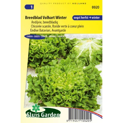 Andijvie zaden breedblad volhart winter Andijvie zaden breedblad volhart winter