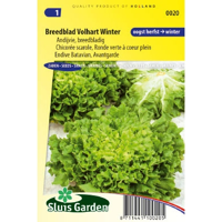 Andijvie zaden breedblad volhart winter - thumbnail