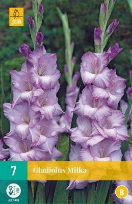 Gladiolus milka bloembol 7 stuks Gladiool JUB - Jub