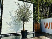 Olijfboom - Olea Europaea - thumbnail