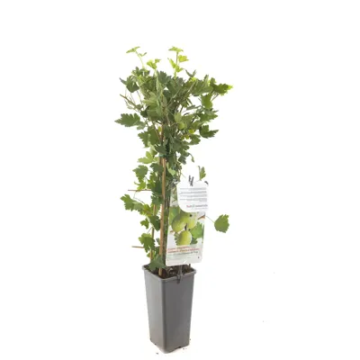 Groene kruisbes (ribes uva crispa "Hinnonmäki Grön") fruitplanten - In 2 liter pot - 1 stuks
