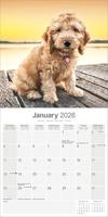 Cockapoo Calendar 2026 Square Dog Breed Wall Calendar - 16 Month - thumbnail