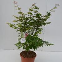 Japanse esdoorn (Acer palmatum "Osakasuki") heester - 80-100 cm - 1 stuks - thumbnail
