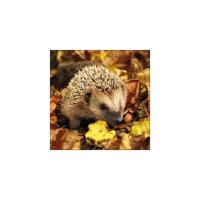 Ambiente servetten egel 33cm - thumbnail
