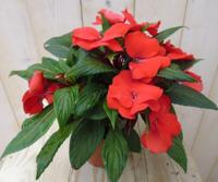 2 stuks! Vlijtig Liesje Balsemien Impatiens rood New Guinea Vlijtig Liesje Warentuin Natuurlijk - Warentuin natuurlijk - thumbnail