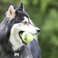 Kong hond Squeakair met piep small, net à 3 tennisballen (Ø 5 cm) - thumbnail