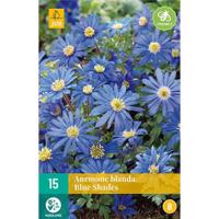 Bloembollen Anemone Blanda Blue Shades 15st - thumbnail