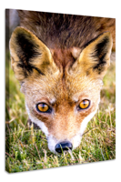 Schilderij - Vos, 2 Maten, Premium print - thumbnail