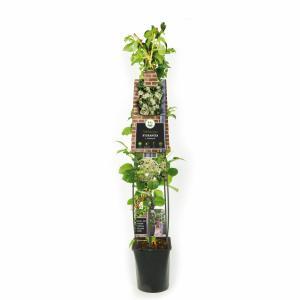 Hydrangea anomala petiolaris L - Klimhortensia