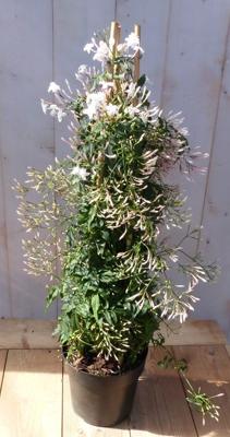 Sterjasmijn Solanum Jasminoides klimplant kuipplant 100 cm Warentuin Natuurlijk - Warentuin natuurlijk