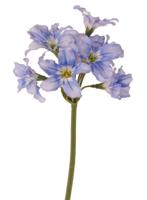 Lycoris Spinlelie met 9 polyester bloemen 48 cm recycled kunstbloem Top Art - Top art - thumbnail