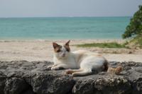 Fujifilm XF 55-200mm F/3.5-4.8 R LM OIS - thumbnail