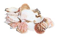CF-NatureCraft Kam schelpen 3-4 cm 500g natuur slakken zeesterren aquarium decoratie - thumbnail