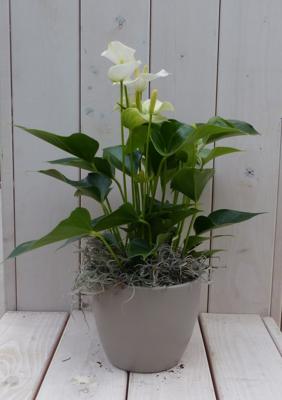Flamingoplant Anthurium wit in taupe pot 40 cm Warentuin Natuurlijk - Warentuin natuurlijk