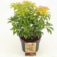 Rotsheide (Pieris Japonica “Bonfire”) heester - 20-25 cm (C2) - 6 stuks - thumbnail