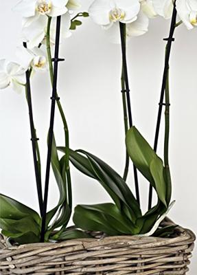Bloembak Rotan Antiek Grijs 30x15cm