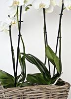 Bloembak Bak Rotan Grijs 30X15H15 cm Van der Leeden - Van der leeden - thumbnail