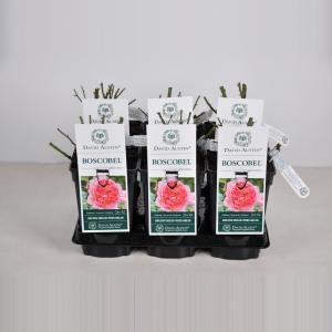 Engelse roos (rosa "Boscobel"®) - C3 - 1 stuks