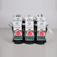 Engelse roos (rosa "Boscobel"®) - C3 - 1 stuks - thumbnail