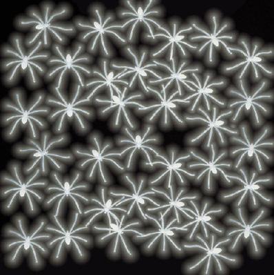 Spinnen glow in the dark