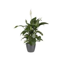 Elho brussels bloempot rond 18 cm antraciet - thumbnail