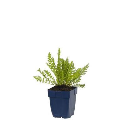 Achillea fil. Cloth of Gold vaste plant Griffioen - Griffioen