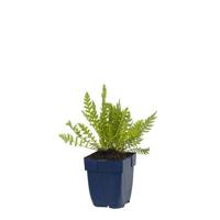 Achillea fil. Cloth of Gold vaste plant Griffioen - Griffioen - thumbnail