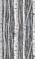Marburg Timber Fotobehang met berkenbomen - 35395 - thumbnail