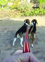 Rogz For Dogs snake splitter zwart - thumbnail